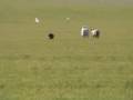 videos de Rock Herding