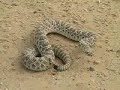 RATTLESNAKE DRY RIVER BOTTOM RATTLESNAKE DRY RIVER BOTTOM