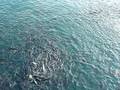 videos de mare magnum