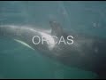 mamiferos en las grutas patagonia