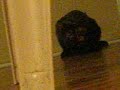my kitty...=) my kitty...=)