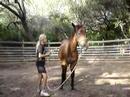 Curly Yearling Desensitized by 11 year old - Freedom