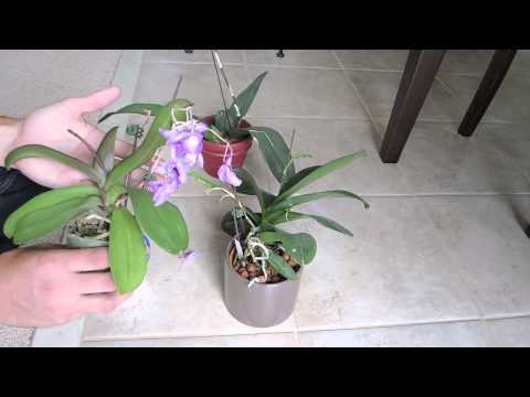 how to replant an orchid stem