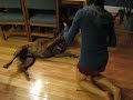 Bruno the Boxer Learns Dead Dog