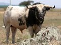 Toros en el campo