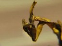 Geister Mantis (phyllocrania paradoxa) Frisst/f�tterung