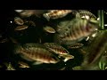 Altolamprologus calvus Black Calvus