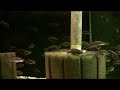 Altolamprologus calvus Black Calvus