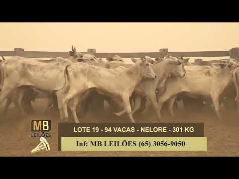 1� LEIL�O VIRTUAL FAZENDA NAYARA & CONVIDADOS