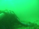 Little  Sharks in Sydney and Yongala ship wreck 2008