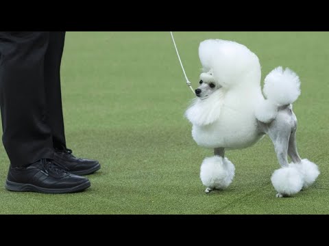 Weltbekannte Hundeausstellung: Seit 1877 geht es um ...