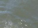 Black Lab Jumping and swimming in LI Sound!!! Black Lab Jumping and swimming in LI Sound!!!