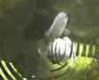 Maylandia zebra chilumba Maison reef II