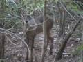 2008 Bow Hunt #2