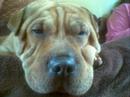 MY  STAFFIE X SHAR-PEI