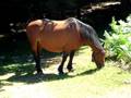 videos de Casa Rural Urbasa Urederra NÂº 65  Yeguas y Helechos 5 - 27735 A