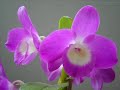 ... O tempo é algo que não volta atrás.Por isso plante seu jardim e decore sua alma,Ao invés de esperar que alguém lhe traga flores ...William Shakespeare