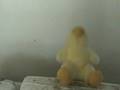 Vengaduck