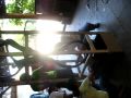 Ital Art Drop Test Christone