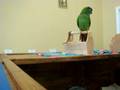 Blue Crown Conure - Karma's Rant Talking