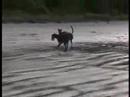 greyhound eric and sadie on weiheke nz