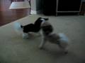 videos de Bebe takes Zoey for a spin