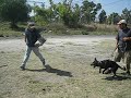 Click here to watch this video KRIEG 5 MONTHS OLD IN TRAINING IN K-9 TOP TRAINING .