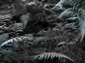 New Zealand Roar Hunting New Zealand Roar Hunting