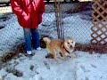 dachi-loves-the-snow-too.html