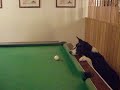 bundy pats ball.AVI