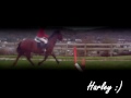 Crazishowjumper28's Next top horse? *harley*