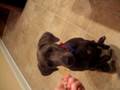 videos de Suzanne trick