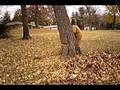 andy cuts a tree