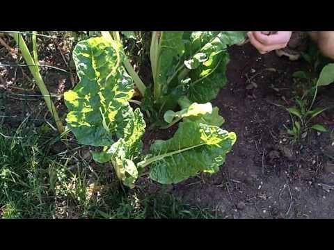 how to harvest swiss chard from your garden