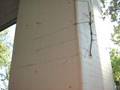 Walking Stick on D's Screen Porch