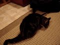 My cats first experience with catnip