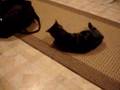My cats first experience with catnip
