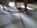 videos de Los primeros pasos de la mimosa