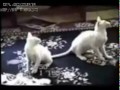 Ох уж эти коты...