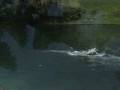 videos de in herinnering van knnv 2006