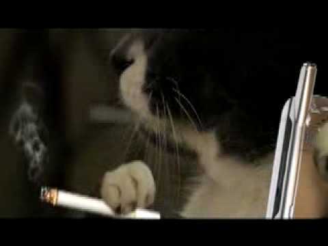 Kona and Hilo: Talking Cats