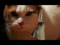 Kona and Hilo: Talking Cats