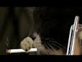 Kona and Hilo: Talking Cats