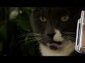 Kona and Hilo: Talking Cats