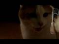 Kona and Hilo: Talking Cats