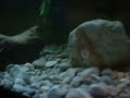 125 Gallon Turtle Set Up
