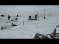 Meeting Sled Dogs