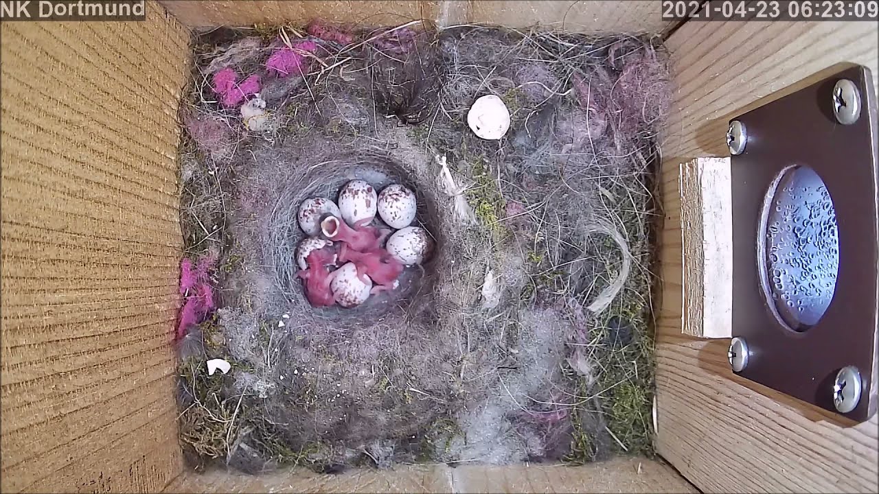 Die Küken sind geschlüpft! 23.04.2021