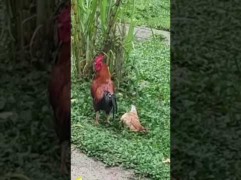 Kura udaje trupa, żeby kogut dał jej spokój! Czyli ból głowy u kobiety w kurzej odmianie!