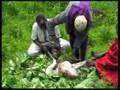 Maasai-butchering-a-